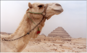 Camel in Egypt